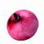 Chinese red onion